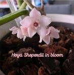 Hoya sheperdii, Huis en Inrichting, Ophalen of Verzenden, Halfschaduw, Minder dan 100 cm