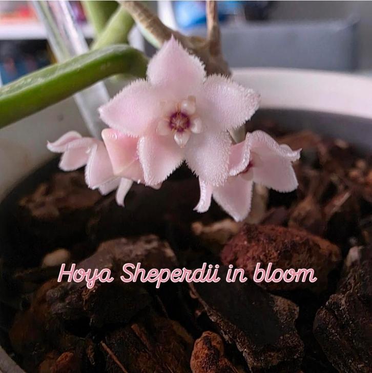 Hoya sheperdii, Huis en Inrichting, Kamerplanten, Minder dan 100 cm, Halfschaduw, Ophalen of Verzenden