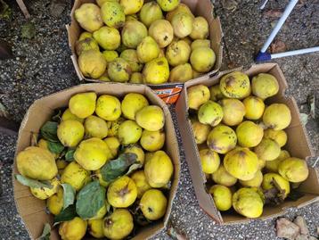 Kweeperen, uit eigen tuin, onbespoten, 45kg beschikbaar voor biedingen