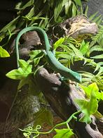 Trio gastropholis prasina, Dieren en Toebehoren, Reptielen en Amfibieën, Hagedis, 0 tot 2 jaar