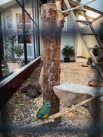 te koop gevraagd splendid parkiet Pop, Dieren en Toebehoren, Vogels | Overige Vogels