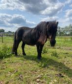 Pony lessen bij Red Rose Ranch🌹🐎, Dieren en Toebehoren, Paarden en Pony's | Overige Paardenspullen, Ophalen of Verzenden, Nieuw