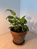 Syngonium podophyllum 'Mini Arrow' in pot, Ophalen, In pot, Halfschaduw, Minder dan 100 cm