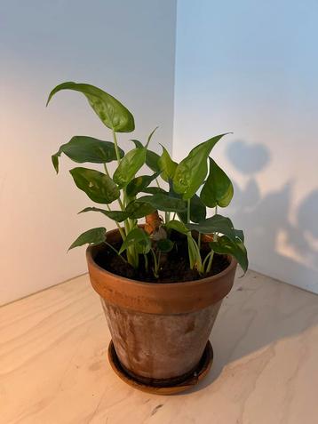 Syngonium podophyllum 'Mini Arrow' in pot beschikbaar voor biedingen