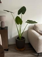 Grote Alocasia (Olifantsoor) + Capi Pot, Huis en Inrichting, Ophalen, Overige soorten, Halfschaduw, In pot