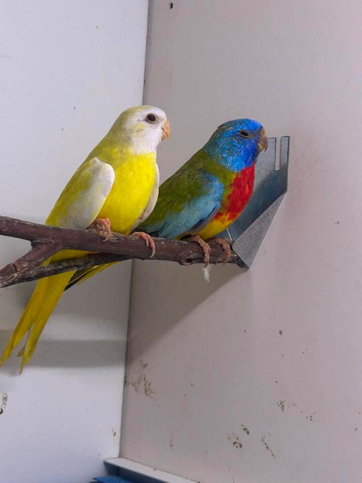 Splendid parkieten, Dieren en Toebehoren, Vogels | Parkieten en Papegaaien, Parkiet, Meerdere dieren