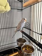 Baby Grasparkier Met Kooi En Voeding, Mannelijk, Dwergpapegaai of Agapornis