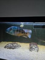 Malawi cichliden, Vis, Zoetwatervis