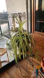 Lelie gras plant, Ophalen of Verzenden, Halfschaduw, Minder dan 100 cm