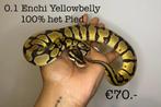 0.1 Enchi Yellow belly 100 % het pied NK23, Slang