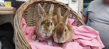 Konijnenkoppel ED & FRED uit de opvang zoeken een tehuis! beschikbaar voor biedingen