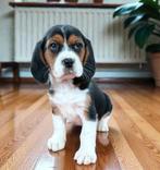 !!!!!  Beaglier-puppy's !!!!!, Dieren en Toebehoren, Nederland, Overige rassen, CDV (hondenziekte), 8 tot 15 weken