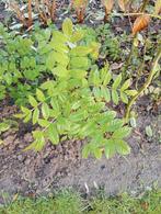 Bomen, struiken en planten, Tuin en Terras, Ophalen, Overige soorten, Minder dan 100 cm