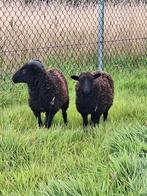 Te koop ouessant schaapjes ooi en ram, Dieren en Toebehoren, Schapen, Geiten en Varkens, Meerdere dieren, Schaap