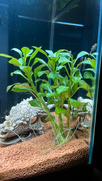 Aquarium plant lobelia rotsplant beschikbaar voor biedingen