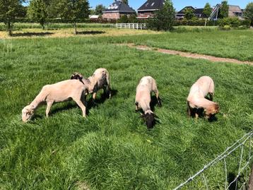 Rammen beschikbaar voor biedingen