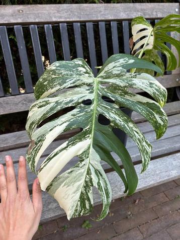 Monstera Variegata - Mika  beschikbaar voor biedingen