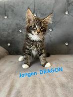 Prachtige Maine Coon katten, Dieren en Toebehoren, Katten en Kittens | Raskatten | Langhaar, Kater, Gechipt, 0 tot 2 jaar