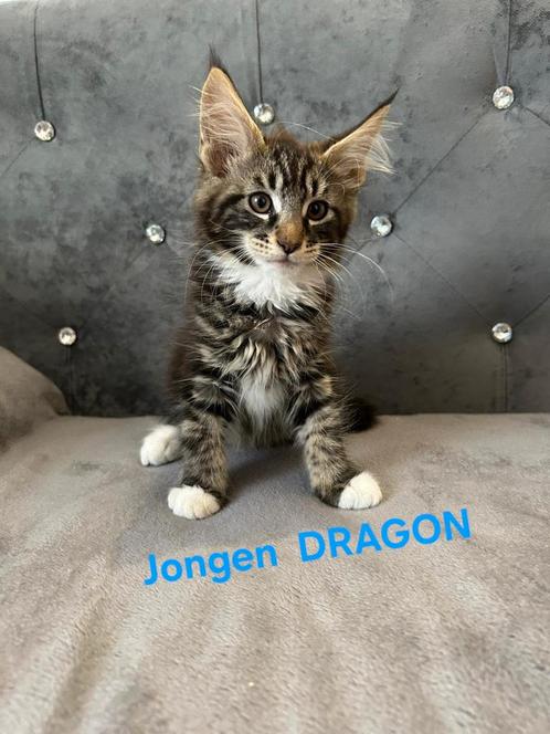 Prachtige Maine Coon mannetjes!!!, Dieren en Toebehoren, Katten en Kittens | Raskatten | Langhaar, Kater, 0 tot 2 jaar, Met stamboom