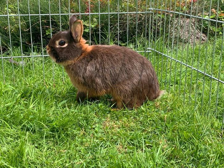 Mooi kleurdwerg tan bruin rammetje geboren 21 april 2023, Dieren en Toebehoren, Konijnen, Mannelijk, 3 tot 5 jaar