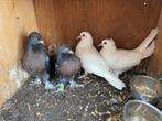 4 jonge duiven (2 wit, 2 zwart)Zelfstandig – Geboren bij mij, Meerdere dieren, Overige soorten