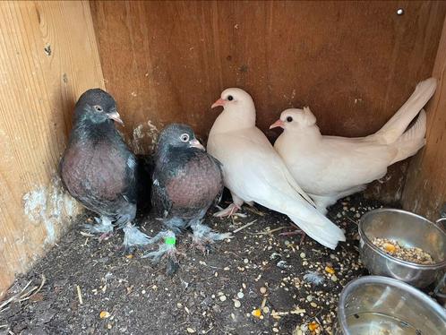 4 jonge duiven (2 wit, 2 zwart)Zelfstandig – Geboren bij mij, Dieren en Toebehoren, Vogels | Duiven, Overige soorten, Meerdere dieren