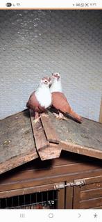 Vrouwtjes kunnen niet vliegen. Duiven te koop 100€, Dieren en Toebehoren, Vrouwelijk