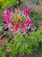 Bio Zaden Zinnia, Cosmea, Goudsbloem, Spinosa uit eigen tuin, Ophalen of Verzenden, Voorjaar, Volle zon, Zaad