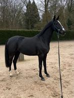 dressuurpaard, Dieren en Toebehoren, Paarden, Merrie, Met stamboom, M, Dressuurpaard