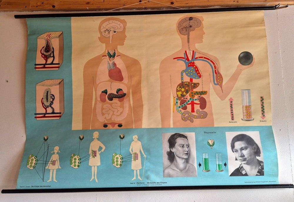 Vintage schoolkaart; Hormonen, Antiek en Kunst, Ophalen, Natuur en Biologie