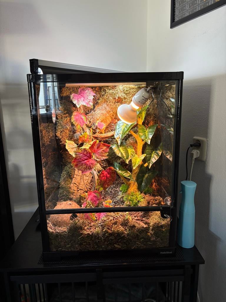 Terarium incl Yemen Kameleon Chameleon - unknown for sale from dxaphnex