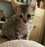 Deze lieve kittens zoeken een forever home, Dieren en Toebehoren, Meerdere dieren