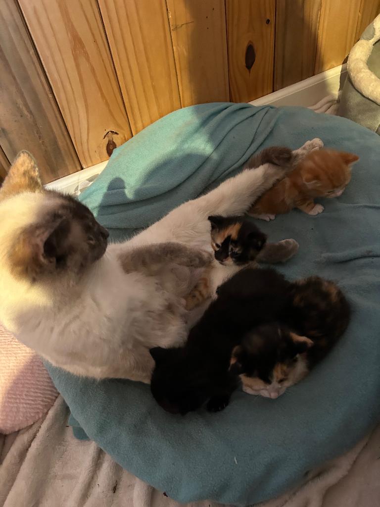 Kittens, Dieren en Toebehoren, Katten en Kittens | Overige Katten, Meerdere dieren, Kortharig, 0 tot 2 jaar