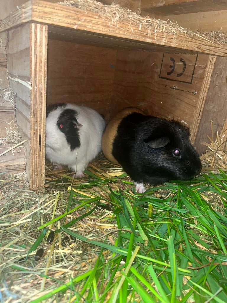Div cavia’s, Februari, Vrouwelijk, Cavia