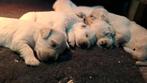 Golden Retriever pups, Dieren en Toebehoren, Golden retriever, 8 tot 15 weken, Meerdere, Meerdere dieren
