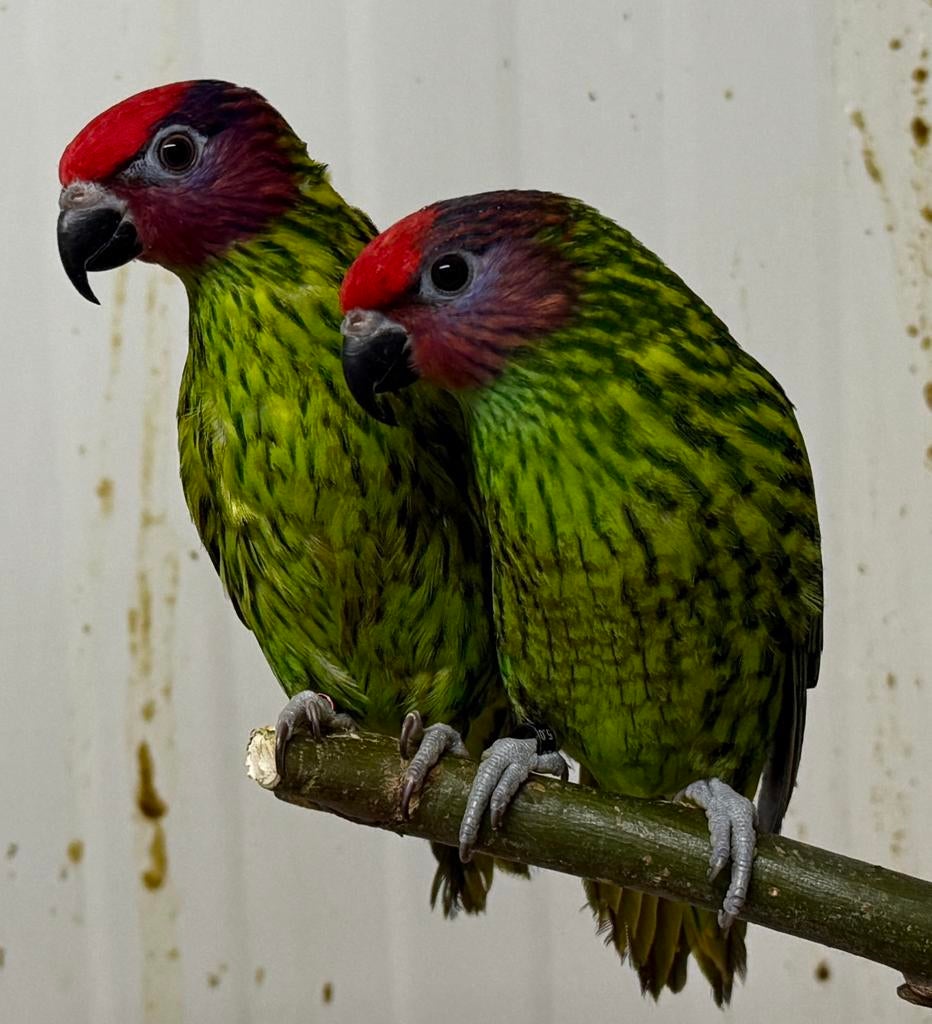 Viooltjes lori lorie lories, Dieren en Toebehoren, Vogels | Parkieten en Papegaaien, Meerdere dieren, Papegaai, Geringd