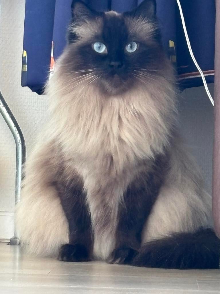 Geboren 3 kiitens., Dieren en Toebehoren, Katten en Kittens | Raskatten | Langhaar, Poes