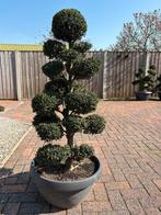 Japanse bonsai esdoorn azalea japonica 200 cm, Bloeit niet, Halfschaduw, Overige soorten, Ophalen