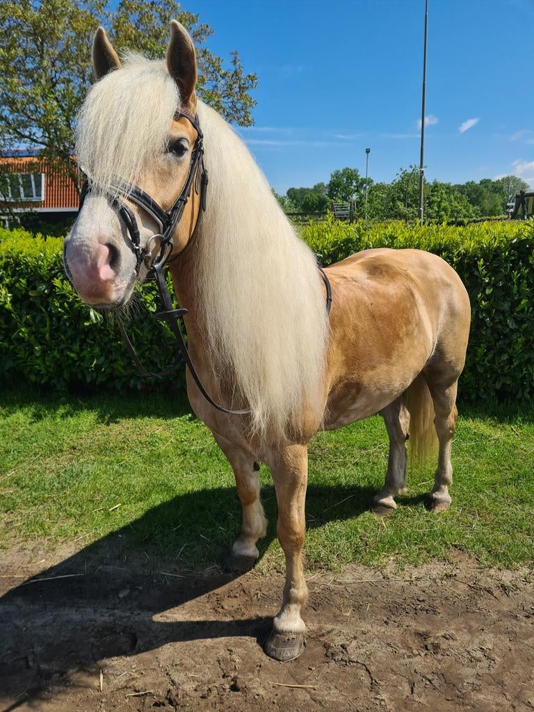 Haflinger merrie, Dieren en Toebehoren, Paarden, Merrie, Minder dan 160 cm, Met stamboom, L