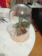 Jade Boom Bonsai Boom in Glazen Stolp, Ophalen, Zo goed als nieuw