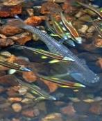 Geelvin winde. Geelvin elrits. Vijvervis etheostoma medaka, Dieren en Toebehoren, Vissen | Vijvervissen, Overige soorten