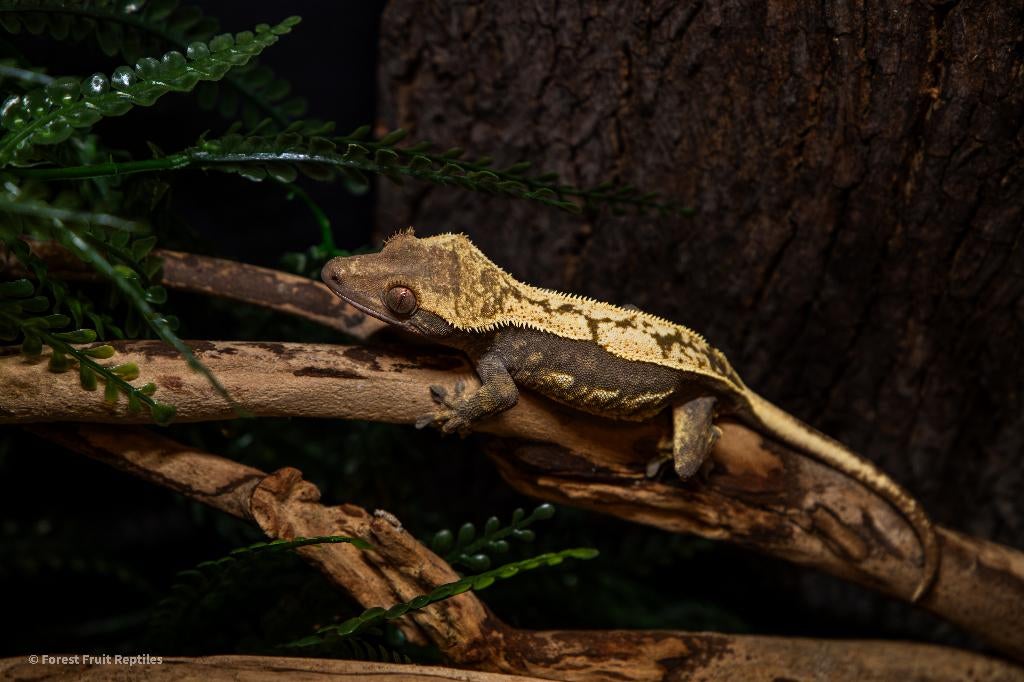 Tricolor Wimpergekko – 1.0 Crested Gecko - male for sale from Forest Fruits Reptiles