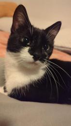 Poes en kater, Dieren en Toebehoren, 0 tot 2 jaar