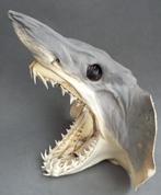 Taxidermi Opgezette Haai Kop Spitsneushaai Zandhaai, Ophalen of Verzenden, Gebruikt, Wild dier, Opgezet dier