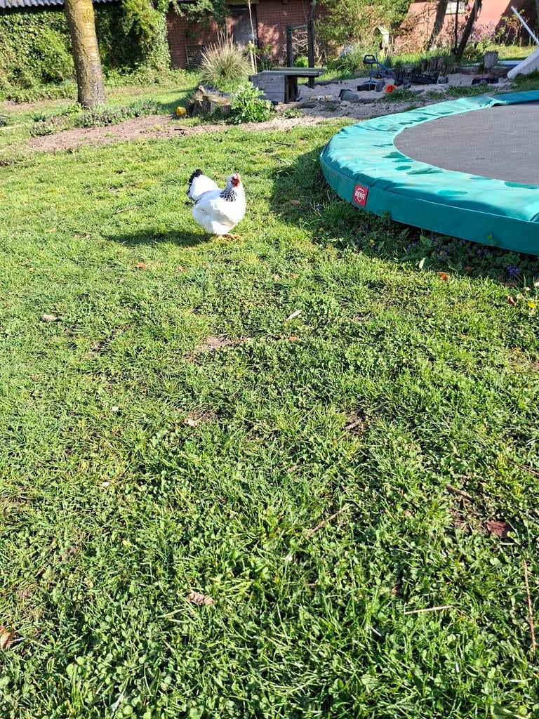 Twee witte kippen en een bruine haan wyandotte, Dieren en Toebehoren, Pluimvee, Meerdere dieren, Kip