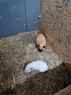 2 leuke cavia beertjes te koop, November, Mannelijk, Cavia