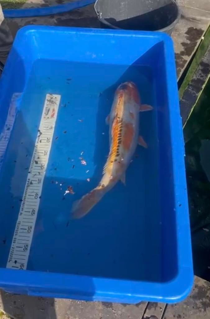 Koi karper 45cm, Dieren en Toebehoren, Vissen | Vijvervissen, Karper of Koi