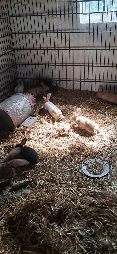 Lotharinger konijnen, Dieren en Toebehoren, Konijnen, Meerdere dieren, Groot, Hangoor, 0 tot 2 jaar