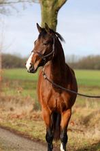 5 jarige merrie, Merrie