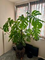Monstera plant met pot, Tuin en Terras, Vaste plant, Bloeit niet, Halfschaduw, Ophalen